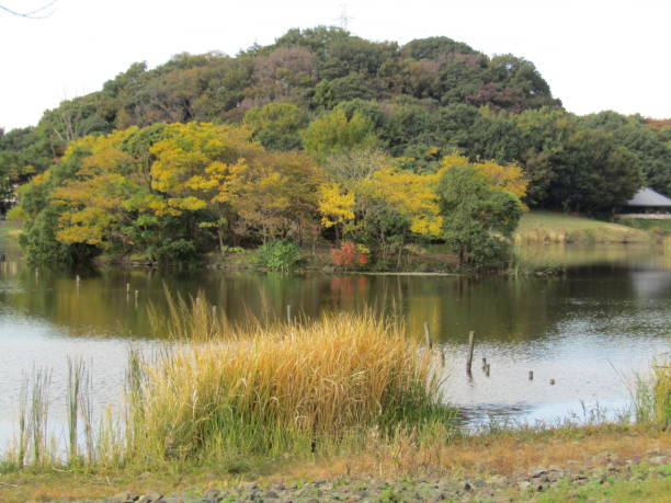 istock November. Park at the lake. 1820907579