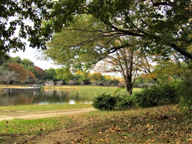 istock November. Park at the lake. 1820907580