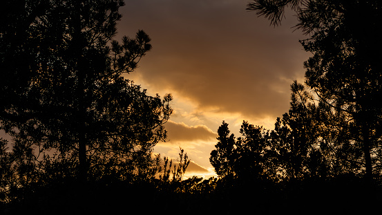 Sun sets between trees and clouds in Mediterranean pine forest. Silhouette of trees. Lloret de Mar. Spain.