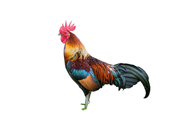 istock Large Thai cock standing still looking for a fight 182090797