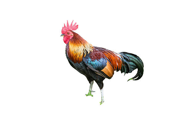 istock Large Thai cock standing still looking for a fight 182090820