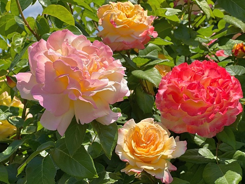 Beautiful roses flowers pink red yellow blossom.