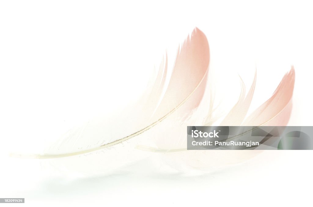 Flamingo en plumes - Photo de Abstrait libre de droits