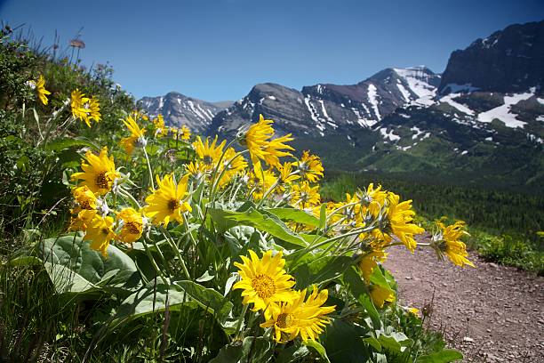 A cluster of Yellow colored flowers known as Balsamroot stand along a hiking trail in Glacier National Park in summer with out of focus Granite Mountains still clad in snow in the background.