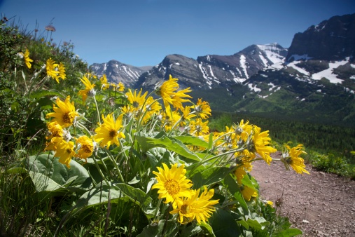 A cluster of Yellow colored flowers known as Balsamroot stand along a hiking trail in Glacier National Park in summer with out of focus Granite Mountains still clad in snow in the background.