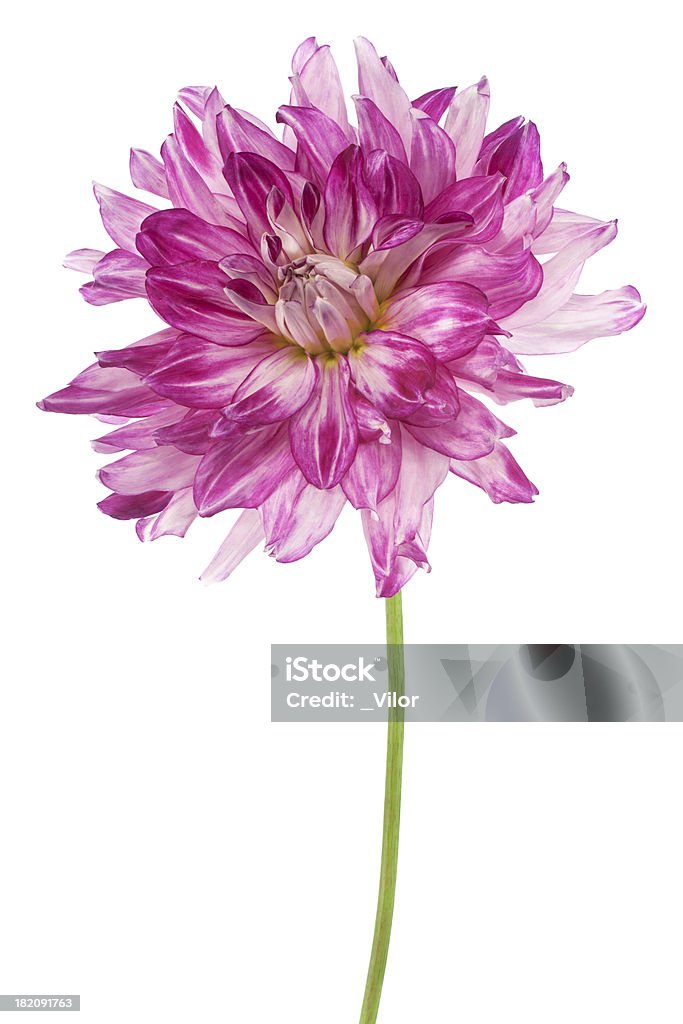 Dália - Royalty-free Argyranthemum Foto de stock