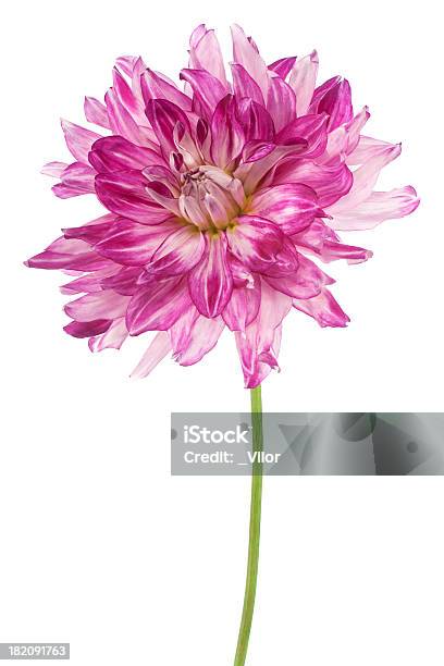 Dália - Fotografias de stock e mais imagens de Argyranthemum - Argyranthemum, Beleza, Cabeça de Flor