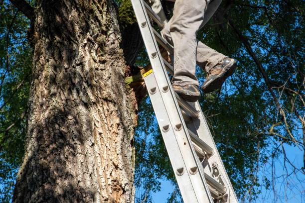 istock Working man climbs a ladder against a big tree with deep bark texture 1820928292