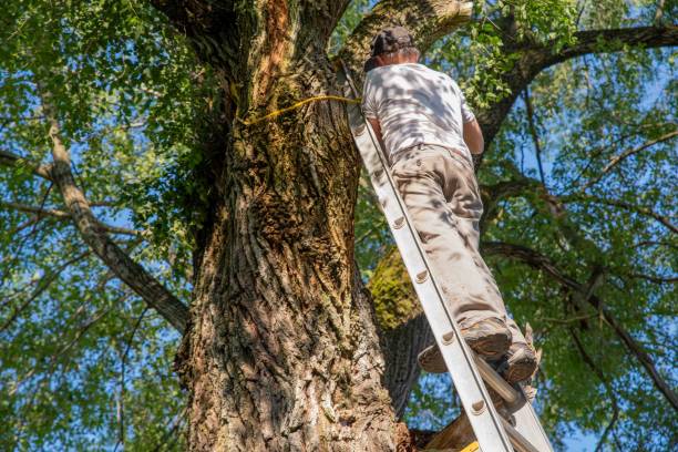 istock Working man on a ladder against a big tree with a broken dead branch 1820928298