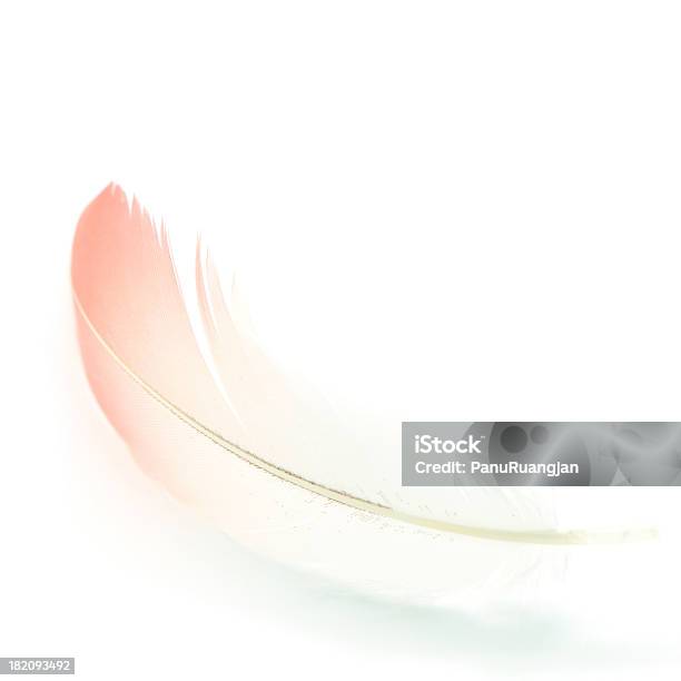 Flamingo Feather - Fotografias de stock e mais imagens de Abstrato - Abstrato, Asa de animal, Branco