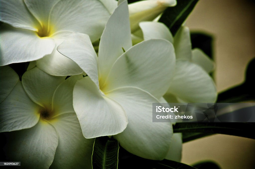 Plumeria branco - Royalty-free Amarelo Foto de stock