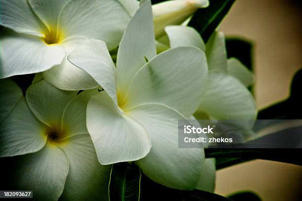 Plumeria Branco - Fotografias de stock e mais imagens de Amarelo - Amarelo, Ao Ar Livre, Bege