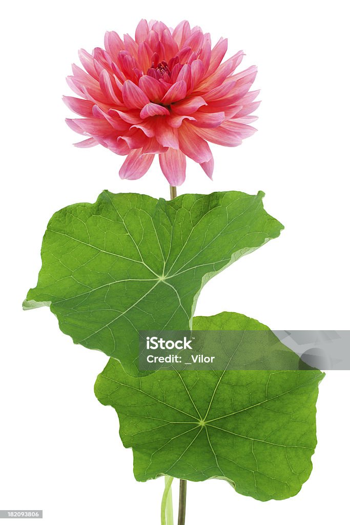 Dalia - Foto stock royalty-free di Argyranthemum frutescens