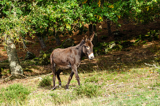 brown donkey roaming in a forest
