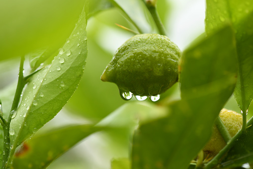 Fresh unripe lemon with leaves and water drop. Side view. High resolution photo.
