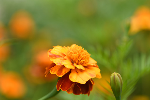 Flowers Marigolds. Side view. High resolution photo. Selective focus. Shallow depth of field.