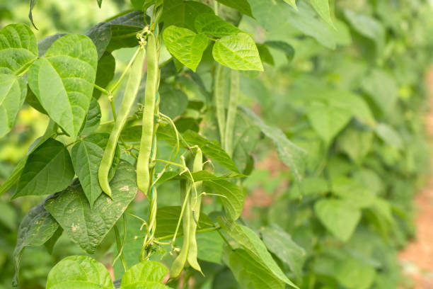istock Organic, fresh, green bean field 1820944727