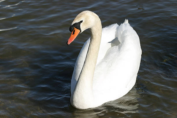 swan stock photo