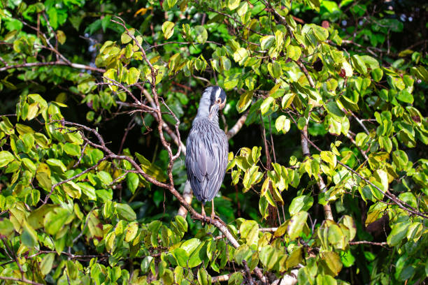Majestic Yellow-crowned Night Heron (Nyctanassa violacea) captured in its nocturnal grace. Found in the Americas, this heron reveals its elegance against the backdrop of the night.