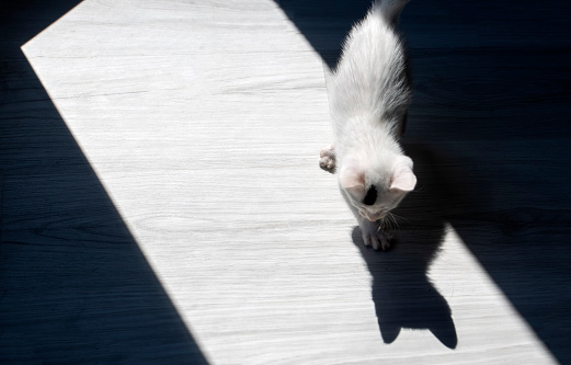 Tiny kitten and its shadow, artistic photo