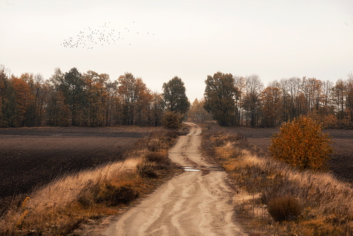 Late autumn landscape. A dirt road among plowed black fields and red trees and grass with a flock of flying birds in the gray sky.