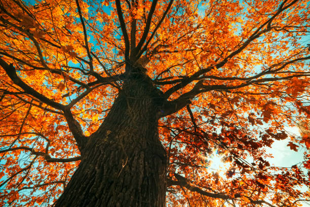 istock Mighty oak tree with orange leaves in the sunlight. Original perspective from bottom to top. 1820952888