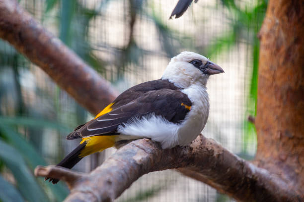 istock White-headed Buffalo Weaver (Dinemellia dinemelli) - Sociable Avian Architect 1820953944