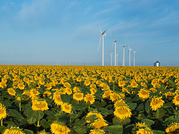 istock Wind turbines and sunflowers 182096338