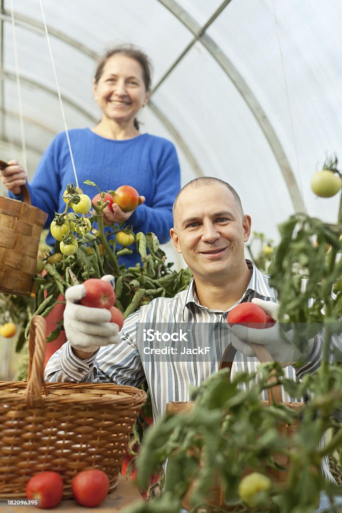 Mujer y hombre en planta de tomate - Foto de stock de Cesta libre de derechos