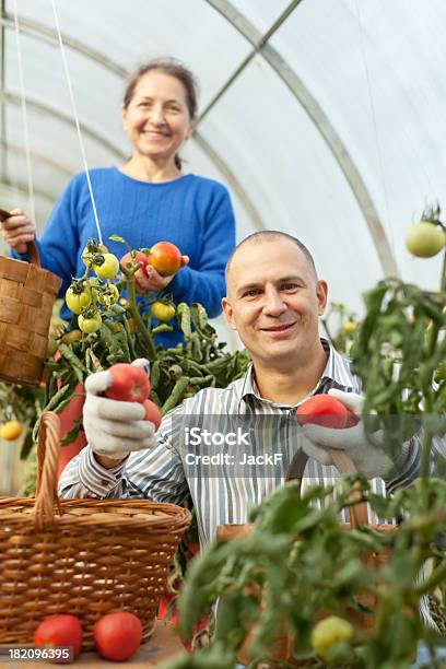 Foto de Mulher E Homem Com Planta De Tomate e mais fotos de stock de Cesto - Cesto, Legume, Adulto