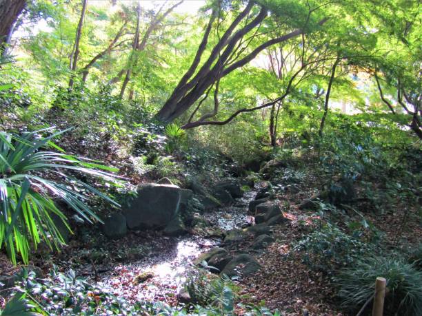 istock Japan. November. Stream in the forest. 1820964151