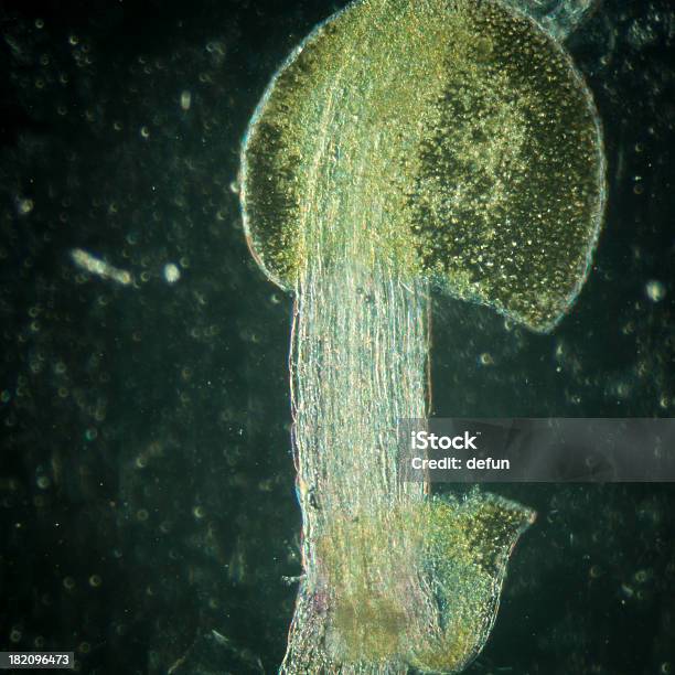 Planta Arabidopsis Thaliana Fondo Tejido Horno De Microondas Foto de stock y más banco de imágenes de Agarrar