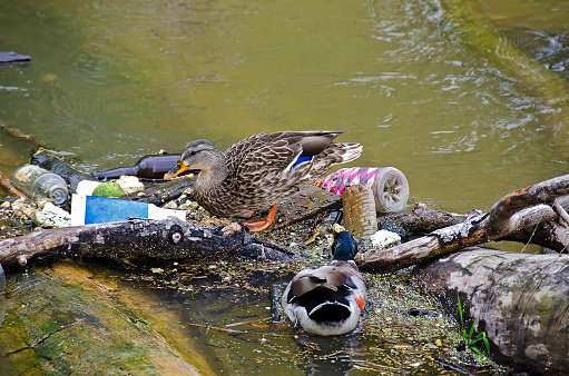 Pair of mallard ducks in river trash