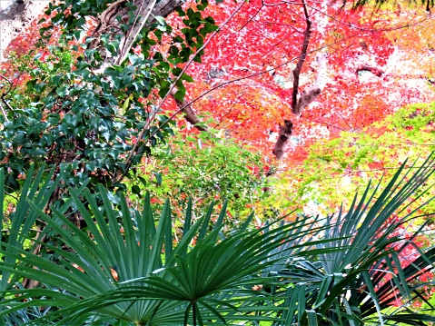 Autumn in Japan.