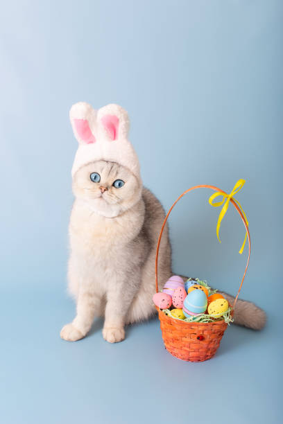istock Cute white cat in hat with bunny ears and Easter basket with colorful eggs on blue background 1820971498