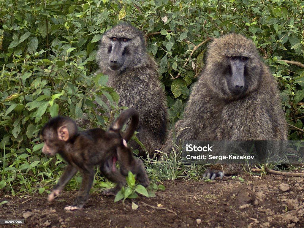 Familie baboons sitzt auf dem Boden - Lizenzfrei Affe Stock-Foto