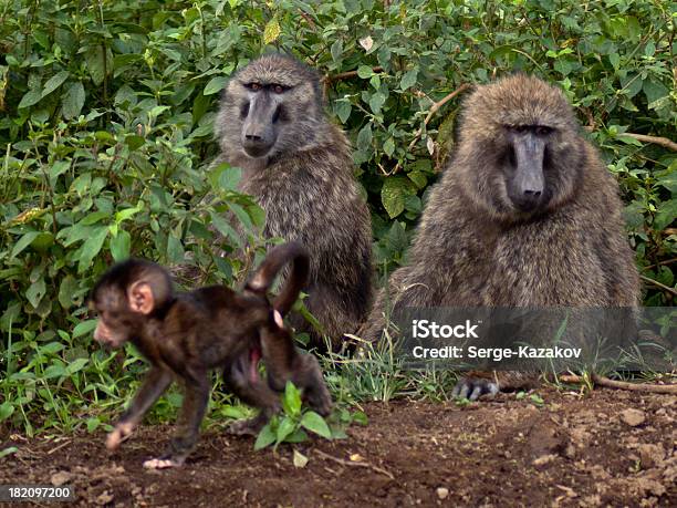 Familie Baboons Sitzt Auf Dem Boden Stockfoto und mehr Bilder von Affe - Affe, Afrika, Braun