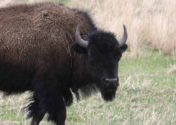 istock Closeup of a Plains Bison (buffalo) 1820973071