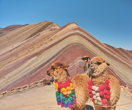 Hiking scene in Vinicunca, Cusco Region, Peru. Montana de Siete Colores, Rainbow Mountain. altitude of 5200 meters above sea level.