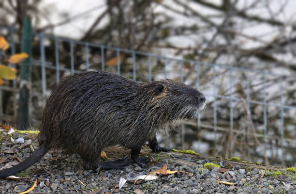 istock Muskrat (ondata zebethicus) poised near a wire fence 1820976830