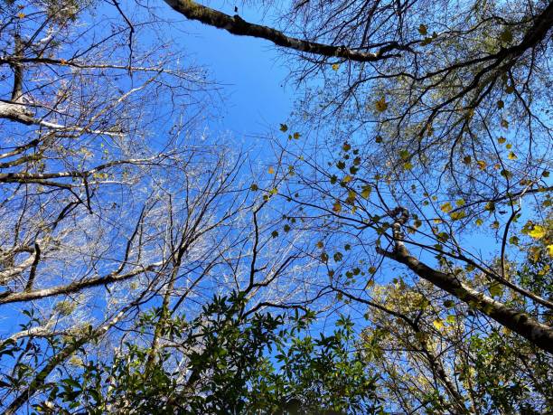 istock Congaree National Park, South Carolina 1820980544