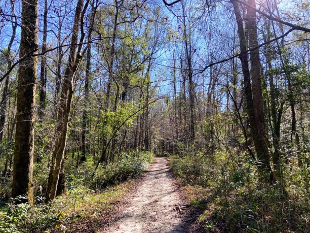 istock Congaree National Park, South Carolina 1820984758