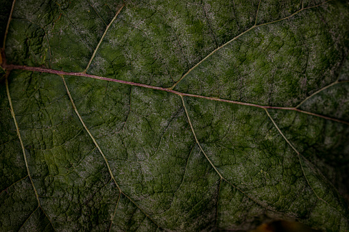 Closeup, macro image of a dark leaf