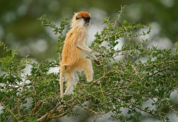 Common patas monkey - Erythrocebus patas also hussar monkey, ground-dwelling monkey distributed in the West and East Africa, stand and guard on the tree, feed on the ground.
