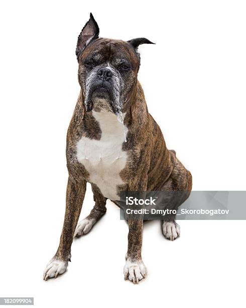 Old Boxer Hund Stockfoto und mehr Bilder von Alt - Alt, Alter Erwachsener, Boxer - Hund