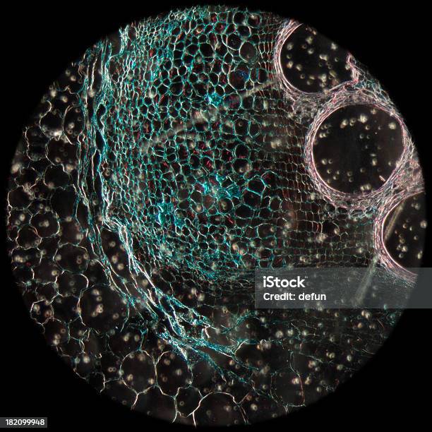 Micrografía Planta Microscopio Los Tejidos Stem De Calabaza Foto de stock y más banco de imágenes de Agricultura