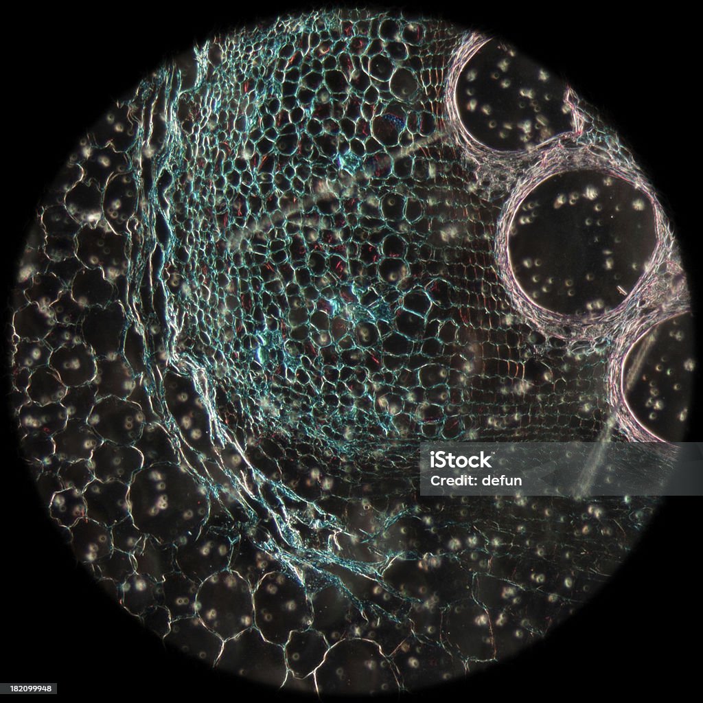 Microscopie microscopy de tissus en profondeur, Tige de citrouille - Photo de Agriculture libre de droits