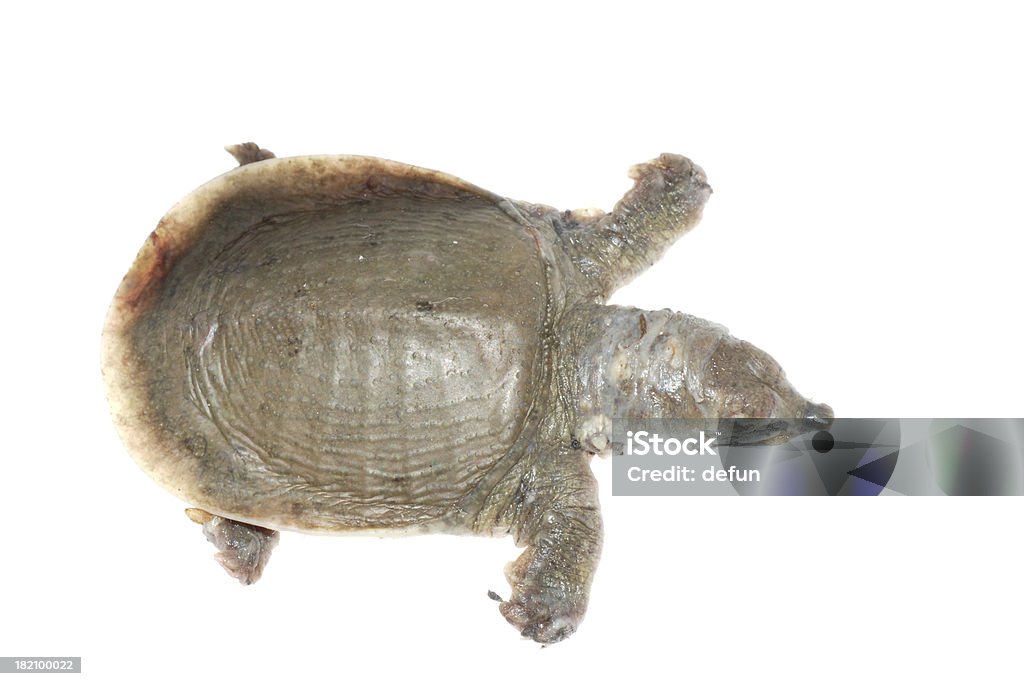 turtle dead de branco pontual doença - Foto de stock de Animal royalty-free