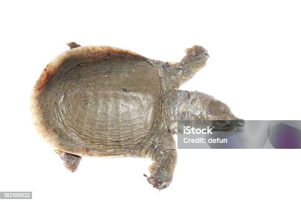 Foto de Turtle Dead De Branco Pontual Doença e mais fotos de stock de Animal - Animal, Animal morto, Aquacultura