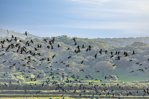 A large flock of Glossy Ibis, Plegadis falcinellus,. with two European Spoonbills, Platalea leucorodia, two Black-headed Gulls, Chroicocephalus ridibundus, and a Western Jackdaw, Corvus monedula aka Chroicocephalus ridibundus, rising up from a marsh in La Janda, southern Andalucía, Spain, because of work on the rice paddies below, where they were feeding. Water is dripping from the feet of some of the birds.